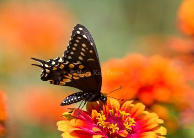 Black Swallowtail _MG_9010.jpg