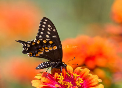 Black Swallowtail _MG_9011.jpg