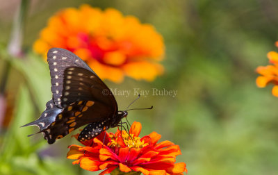 Black Swallowtail _MG_9021.jpg