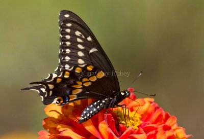 Black Swallowtail _MG_9030.jpg