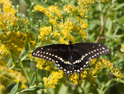 Black Swallowtail male _MG_0395.jpg