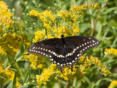 Black Swallowtail male _MG_0396.jpg