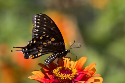 Black Swallowtail _MG_8943.jpg