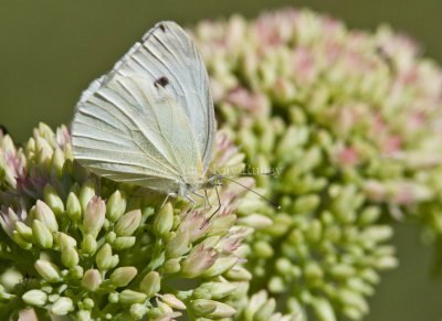 Cabbage White female _MG_1280.jpg