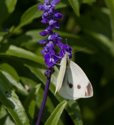 _Cabbage White female _MG_3537.jpg