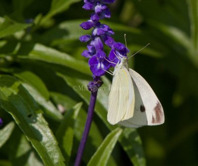Cabbage White female _MG_3539.jpg