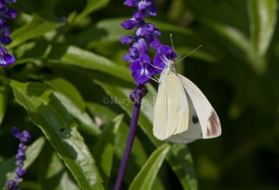 Cabbage White female _MG_3540.jpg