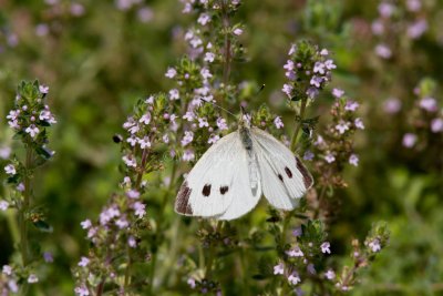Cabbage White female _MG_3844.jpg
