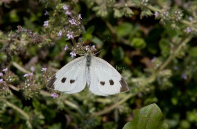 Cabbage White female _MG_3856.jpg