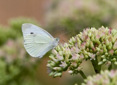 Cabbage White female _MG_9542.jpg