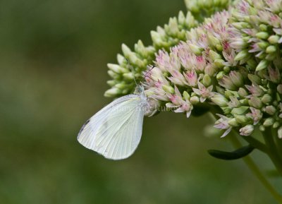Cabbage White female _MG_9545.jpg