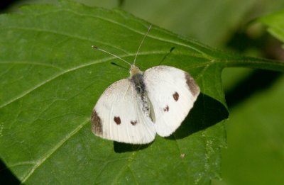 Cabbage White female _MG_9546.jpg