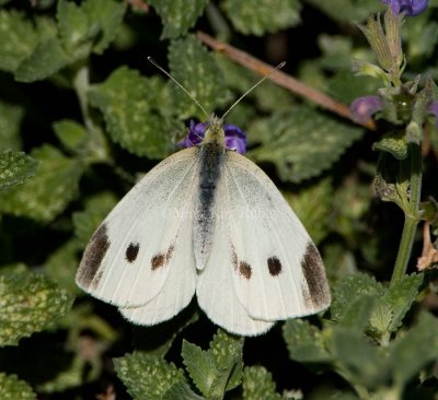 Cabbage White female _S9S8938.jpg