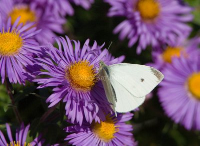 Cabbage White male_H9G1845.jpg
