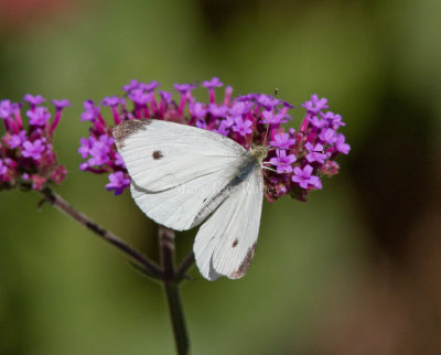 Cabbage White male_MG_0051.jpg