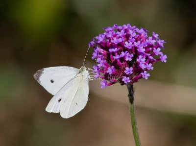 Cabbage White male_MG_0055.jpg