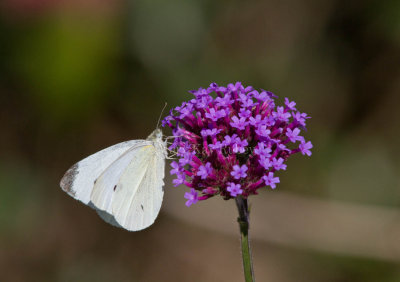 Cabbage White male_MG_0058.jpg