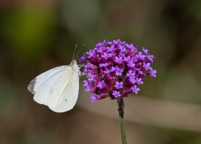 Cabbage White male _MG_0059.jpg