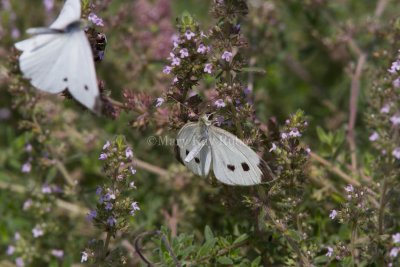 Cabbage White courtship _MG_3813.jpg