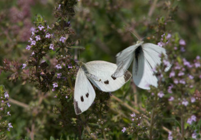 Cabbage White courtship _MG_3815.jpg