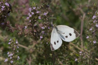 Cabbage White _MG_3816.jpg