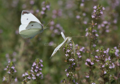 Cabbage White courtship _MG_3831.jpg
