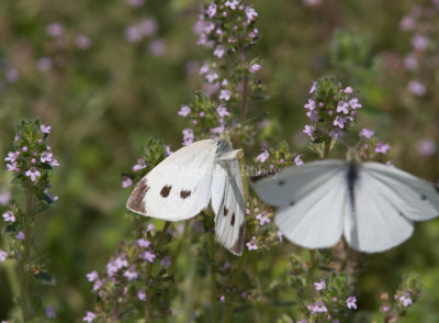 Cabbage White courtship _MG_3840.jpg