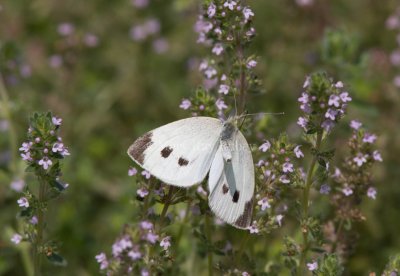 Cabbage White courtship _MG_3841.jpg