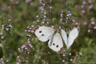 Cabbage White courtship _MG_3843.jpg