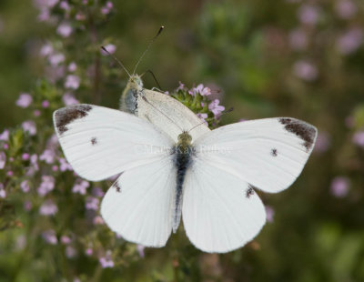 CABBAGE WHITE (Pieris rapae)