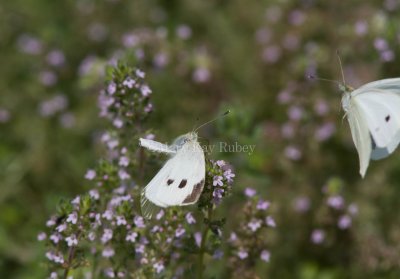 Cabbage White courtship _MG_3850.jpg