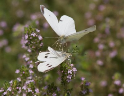 Cabbage White courtship _MG_3852.jpg
