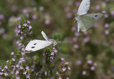 Cabbage White courtship _MG_3853.jpg