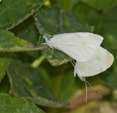 Cabbage Whites mating _MG_1226.jpg