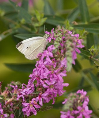 Cabbage White _I9I8213.jpg