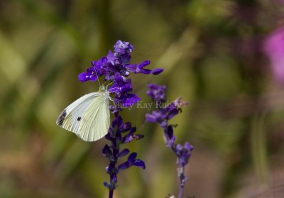Cabbage White _MG_3531.jpg