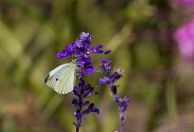 Cabbage White _MG_3532.jpg