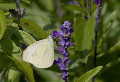 Cabbage White _MG_3534.jpg