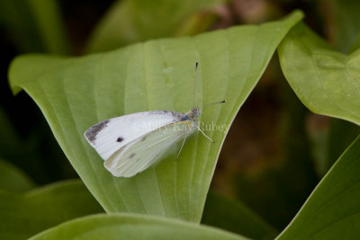 Cabbage White _MG_4122.jpg