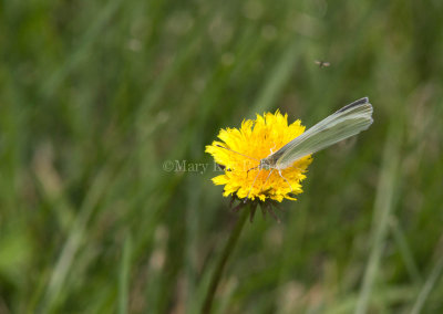 Cabbage White _MG_4151.jpg