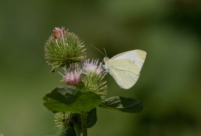 Cabbage White _MG_8388.jpg