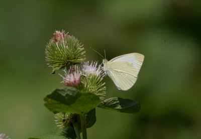 Cabbage White _MG_8390.jpg