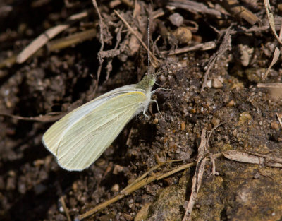 Cabbage White _MG_8419.jpg