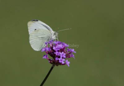 Cabbage White _S9S5248.jpg