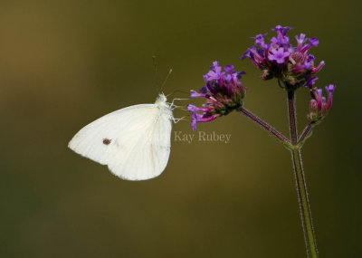 Cabbage White _S9S5373.jpg