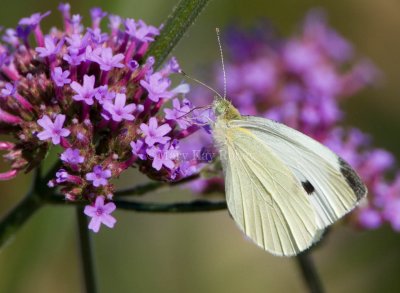 Cabbage White _S9S5380.jpg