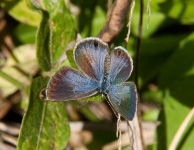 Ceraunus Blue female _I9I1322.jpg