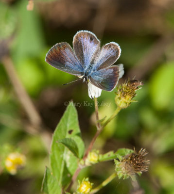 Ceraunus Blue female _I9I1370.jpg