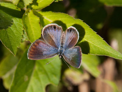 Ceraunus Blue female _I9I1434.jpg