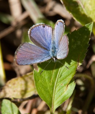 Ceraunus Blue male _I9I1278.jpg